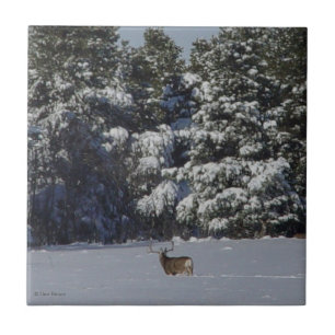 D17 Mule Deer Buck in Snowy Spruce Trees Tile