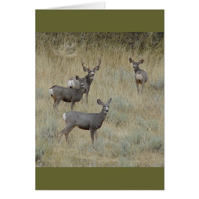 D18 Mule Deer (Devant)