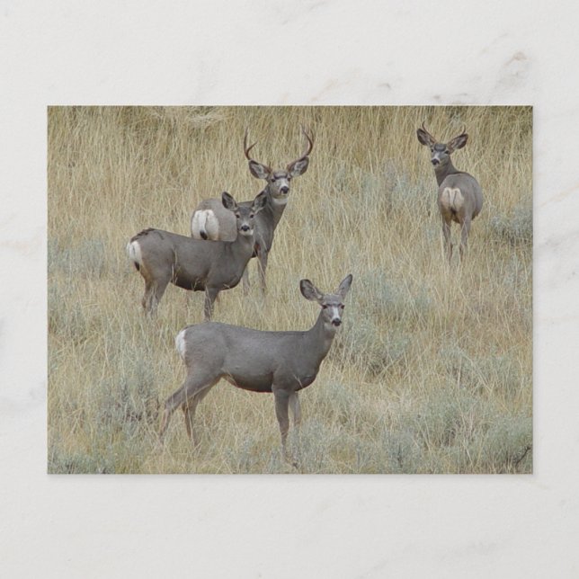 D18 Mule Deer Postcard (Front)