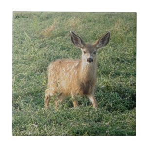 D19 Mule Deer Fawn Tile