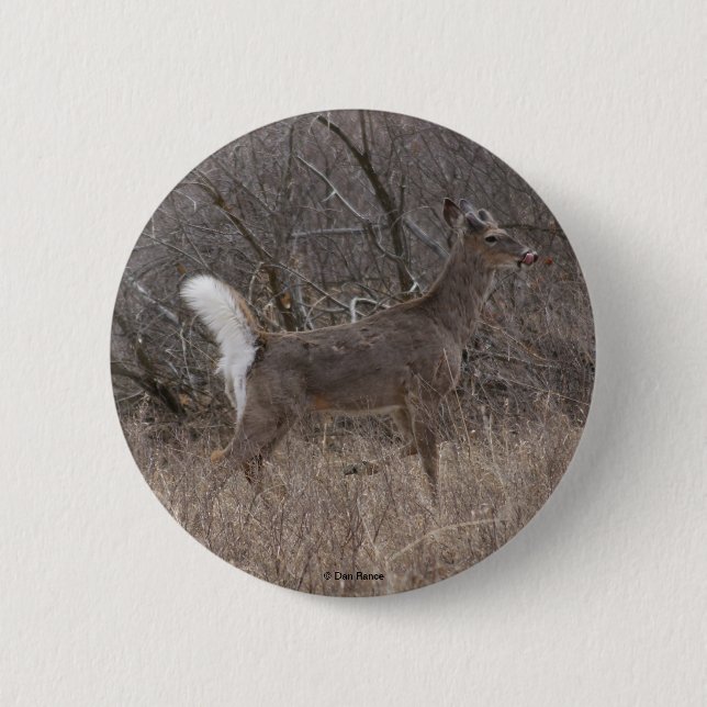 D1 White-tailed  Deer 2 Inch Round Button (Front)
