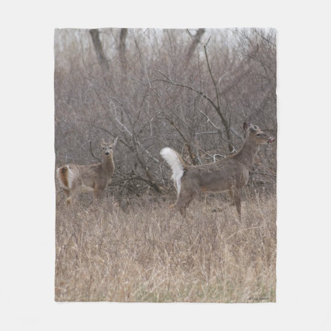 D1 White-tailed Deer Spring Bucks in Brush Fleece Blanket (Front)