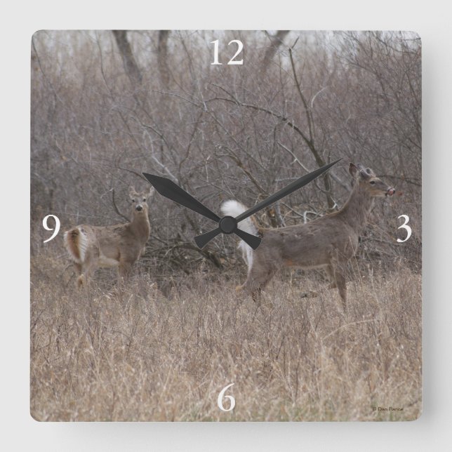 D1 White-tailed Deer Spring Bucks in Brush Square Wall Clock (Front)
