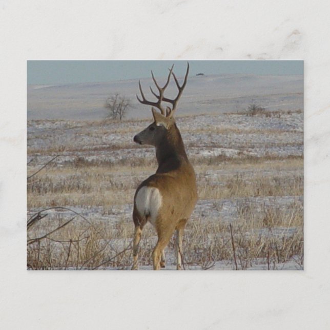 D20 Mule Deer Buck in Snow Postcard (Front)