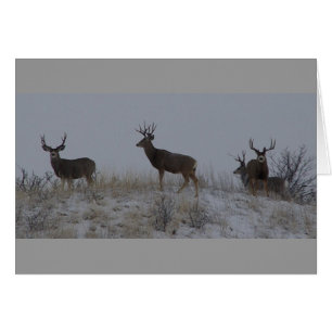 D21 Mule Deer Bucks