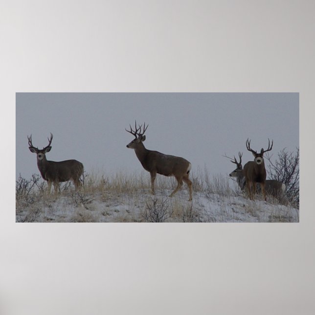 D21 Mule Deer Bucks Poster (Front)