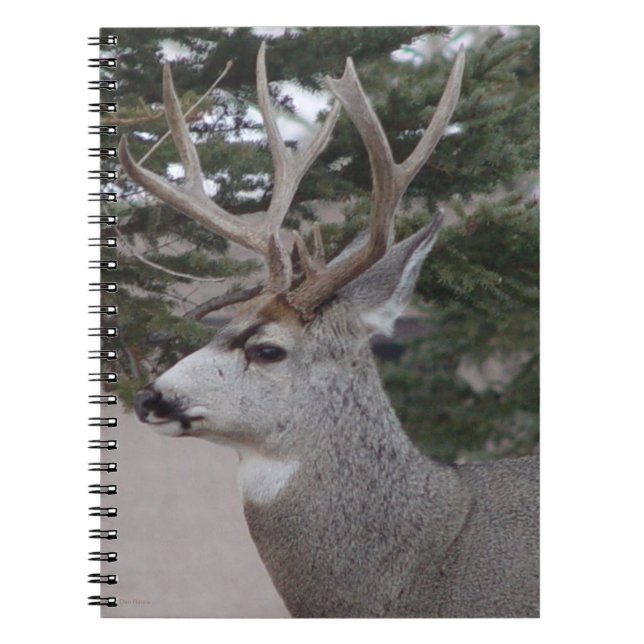 D25 Mule Deer Buck Head Shot Notebook (Front)