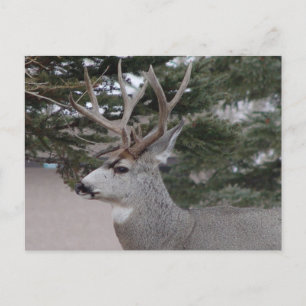 D25 Mule Deer Buck Postcard