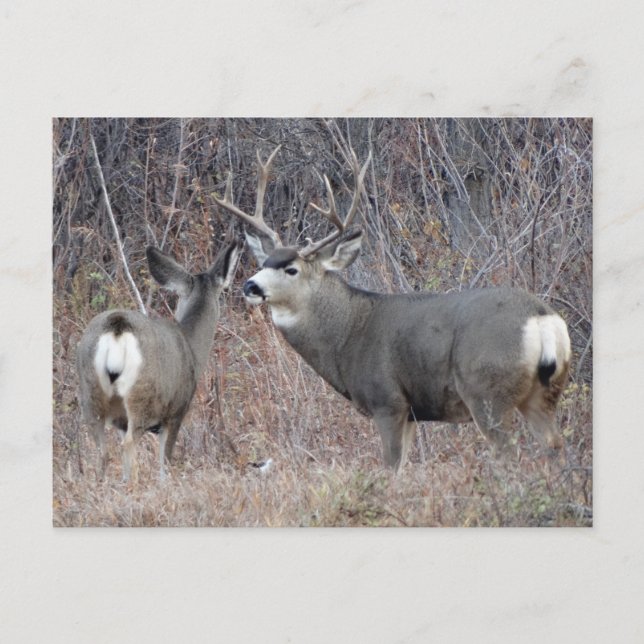 D29 Mule Deer Buck and Doe Postcard (Front)