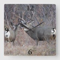 D29 Mule Deer