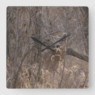 D2 White-tailed Deer Spring Buck Square Wall Clock