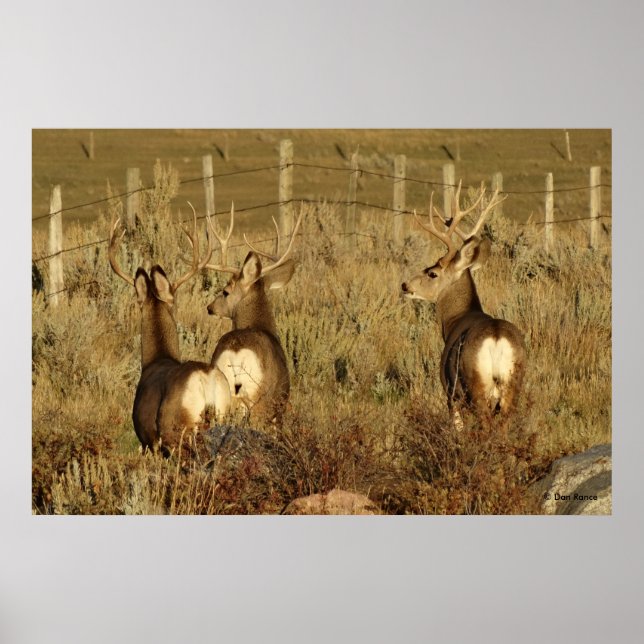 D30 Mule Deer Bucks Poster (Front)