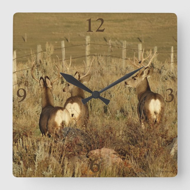D30 Mule Deer Bucks Square Wall Clock (Front)