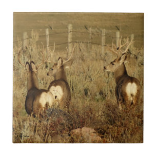 D30 Mule Deer Bucks Tile
