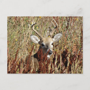 D31 White-tailed Deer in the Weeds Postcard