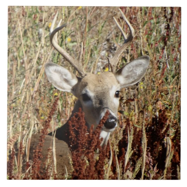 D31 White-tailed Deer in the Weeds Tile (Front)