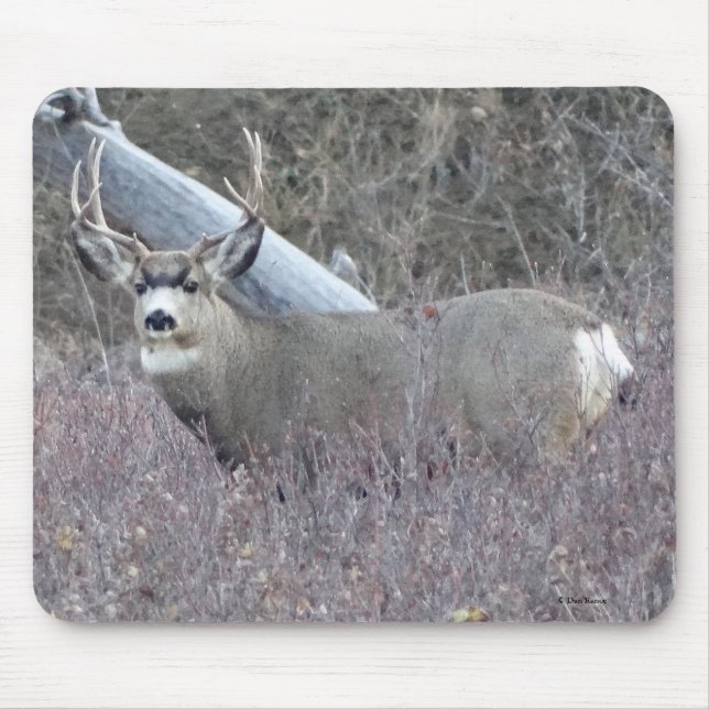 D32 Mule Deer Buck Mouse Pad (Front)