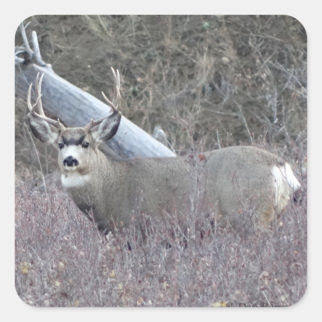 D32 Mule Deer Buck Square Sticker (Front)