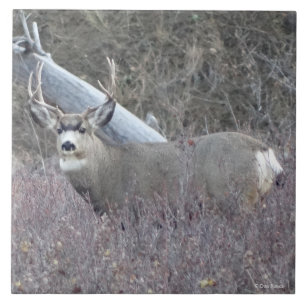 D32 Mule Deer Buck Tile