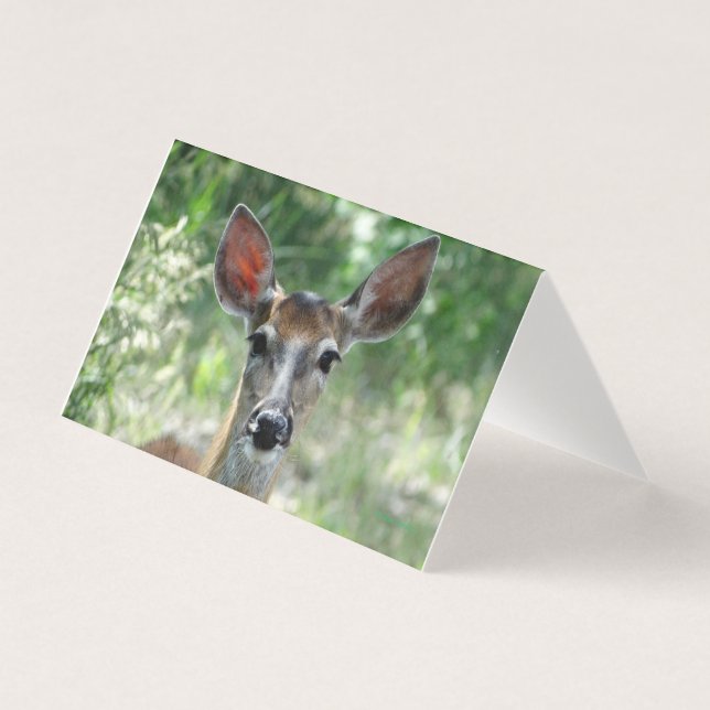 D33 White-tailed Deer Doe folding card (Front)