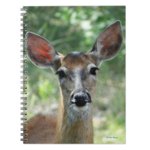 D33 White-tailed Deer Doe