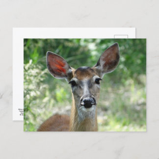 D33 White-tailed Deer Doe Postcard