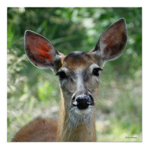 D33 White-tailed Deer Doe poster
