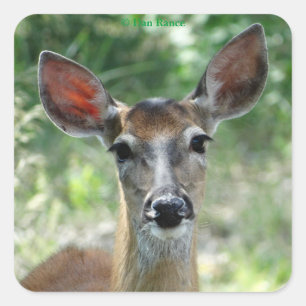 D33 White-tailed Deer Doe sticker