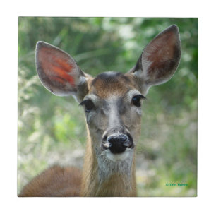 D33 White-tailed Deer Doe Tile