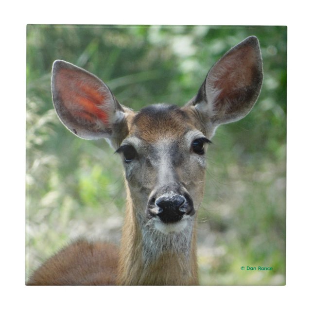 D33 White-tailed Deer Doe Tile (Front)