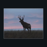 D3 Mule Deer Sunrise Buck Postcard<br><div class="desc">Mule Deer Buck Sunrise Postcard.</div>