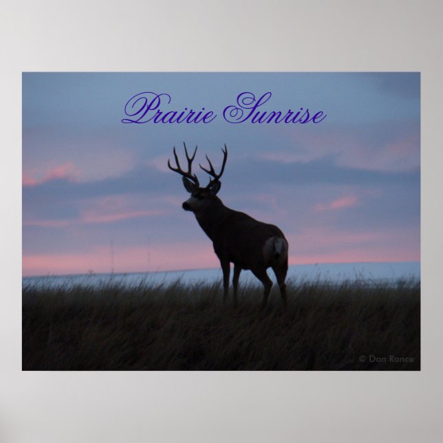 D3 Mule Deer Sunrise Buck Poster (Front)