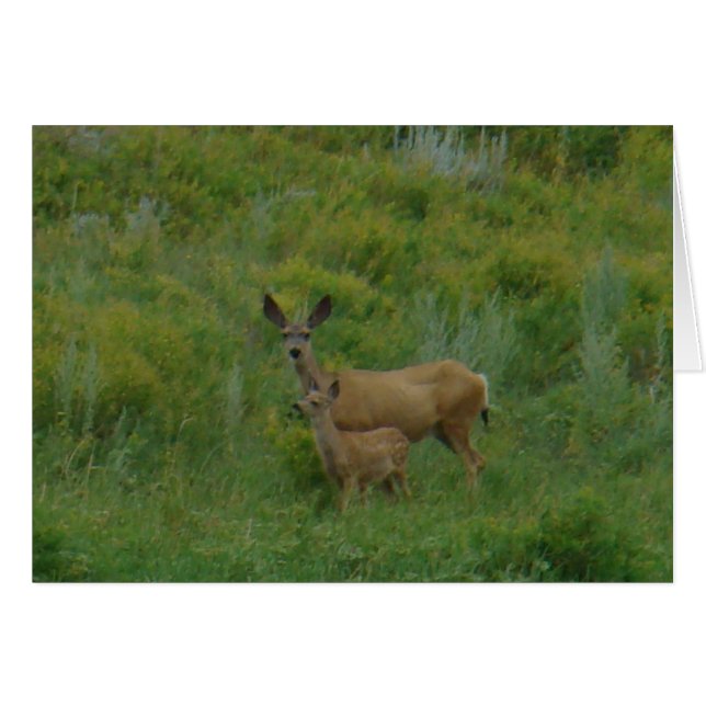 D5 Mule Deer Doe and Fawn (Front Horizontal)