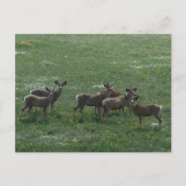 D7 Mule Deer Bucks in Spring Postcard (Front)