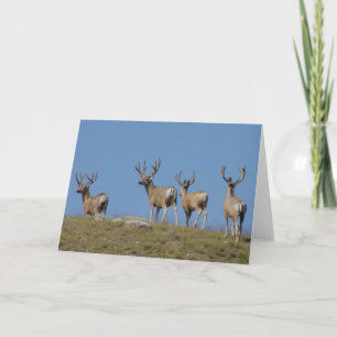 D9 Mule Deer Bucks in Velvet Card