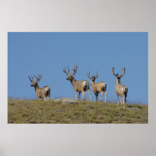 D9 Mule Deer Bucks in Velvet Poster