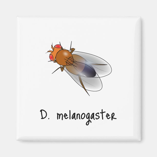 D. aimant melanogaster (Devant)