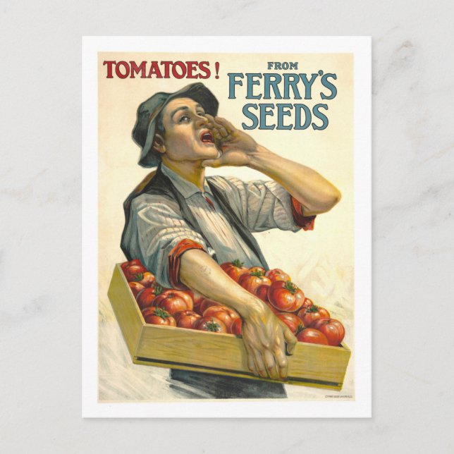 D.M. Ferry Vintage Tomato Seed Advertisement Postcard (Front)