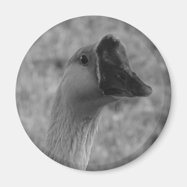 da goose magnet (Front)
