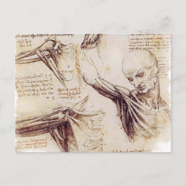 da Vinci -- Shoulder Sketch Postcard (Front)