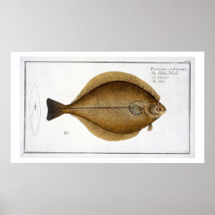 Dab (Pleuronectes Limanda) plate XLVI from 'Ichthy Poster