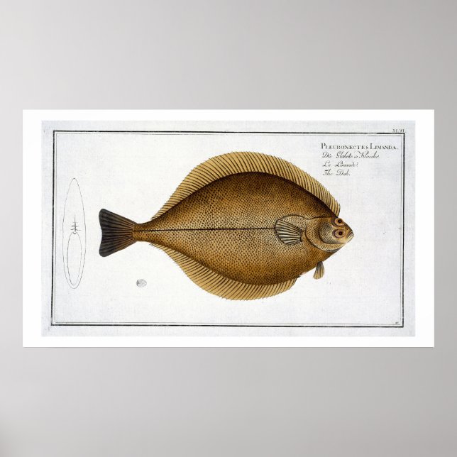 Dab (Pleuronectes Limanda) plate XLVI from 'Ichthy Poster (Front)
