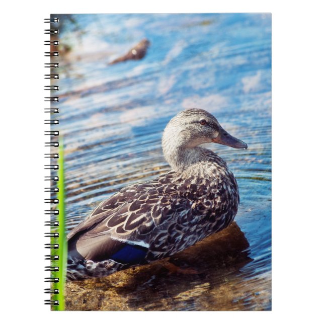 Dabbling Ripples Notebook (Front)