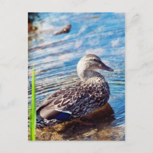 Dabbling Ripples Postcard