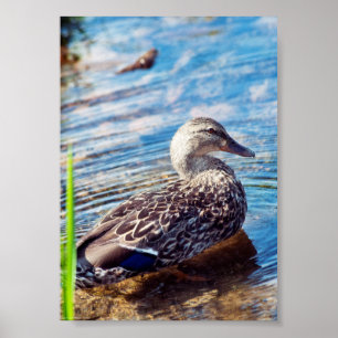 Dabbling Ripples Poster