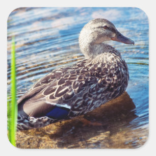 Dabbling Ripples Square Sticker