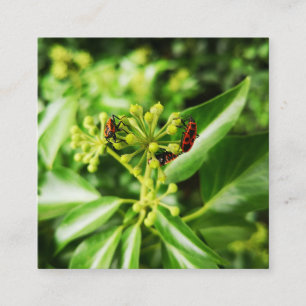 D'accompagnement bugs sur carte verte