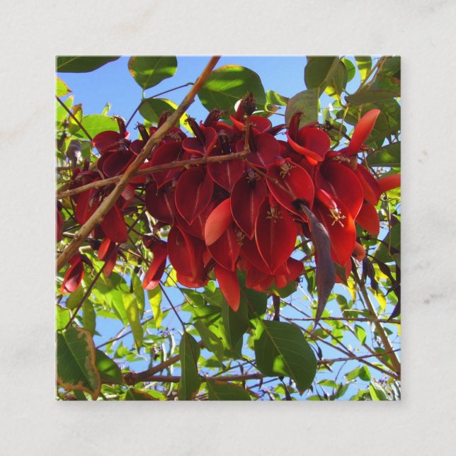 D'accompagnement carte de boîtier feuille rouge (Devant)