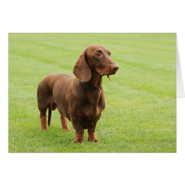 Dachshund (Front Horizontal)