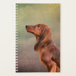 Dachshund à poils longs